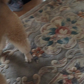 お友達との戯れの画像