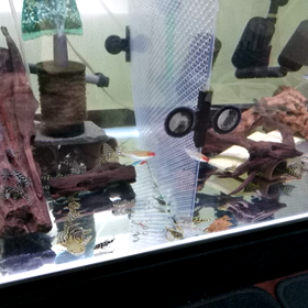 プレコのお食事中の画像