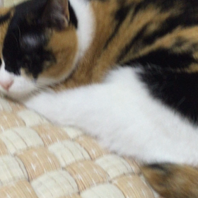 【動画】変な声でなくみけ。の画像