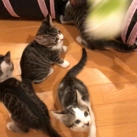 たまには動画で(手抜き)の画像