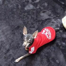 妹が飼ってる愛犬の動画の画像