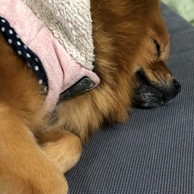 ココちゃん異常行動の原因の画像