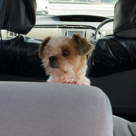 車に乗るの大好きな　　つぶの画像