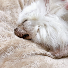 チワシュウのグニグニ遊びの画像