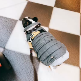 まめですの画像