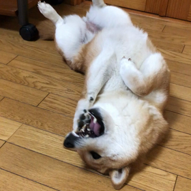 うちの柴犬の不思議な行動の画像