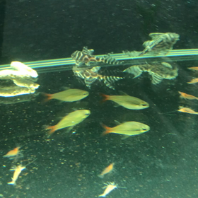 お気に入り(^｡^)の画像