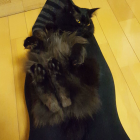 うちの猫の変な癖BYもちの画像