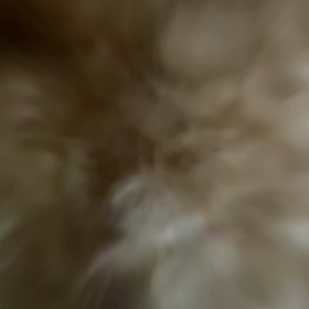 愛犬ちゃんとペッタムダンス♪の画像