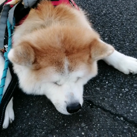 おはようございます❗未来丸は今朝も元気に朝散歩‼️ホントは、少しだけグズリましたがの画像