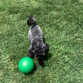 愛犬とサッカーの画像