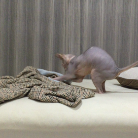 元気いっぱいの画像