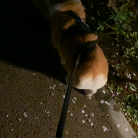 コーギー犬のお尻とゆる〜い暮らし【雨です】の画像