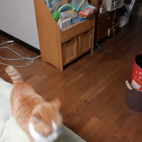 みぃと遊ぼう！の画像