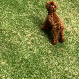 ティナって…の画像