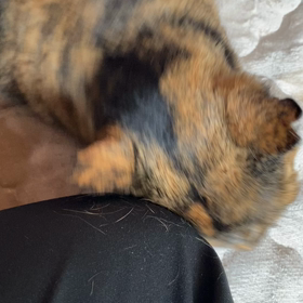 サビちゃんの画像