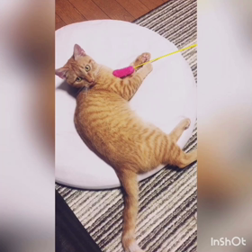 続・こちょこちょして怒られた (*´꒳`*)の画像