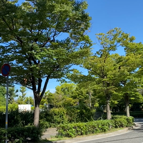 セミの鳴き声の画像