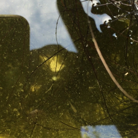 生まれましたの画像