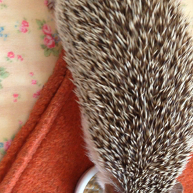 たぬさんの爪切り(動画)の画像