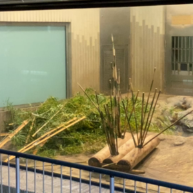 撮影再開後初上野動物園　シャン動画の画像