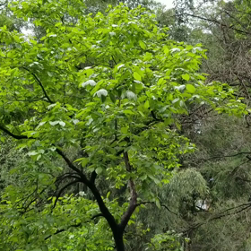 鳥たちの会話の画像