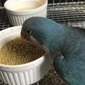 オキナインコ 一人餌になりました(^^)の画像