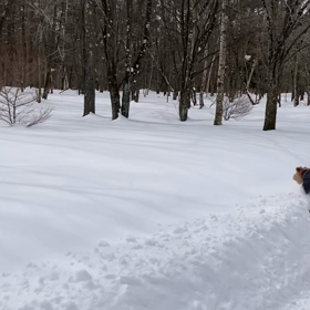 ウェルシュテリア　雪好きの画像