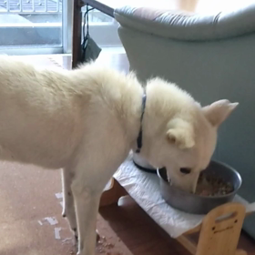 今日のシロくんの画像