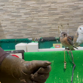 動物プロダクションの日常。の画像