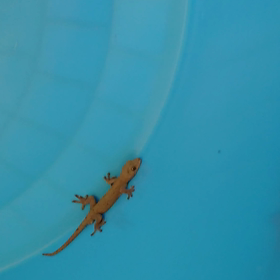 つる〜っとね！の画像