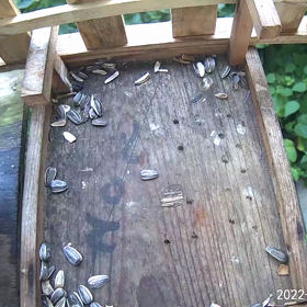 すぎぴたんの事件簿シーズン3　22話（ヤマガラ、シジュカラの攻防　）の画像