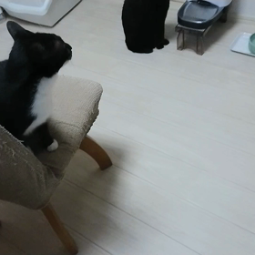 もちろんウェットフード大好き。の画像