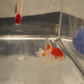 飯田オランダ回復傾向かもの画像