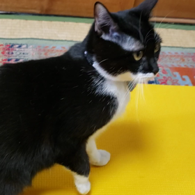 アクティブミリちゃんの画像