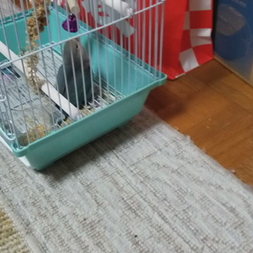 遊んでますの画像