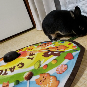 ココちゃんとナナの画像