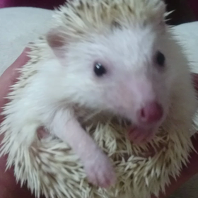 ＃サザエでございま～～～す＃の画像