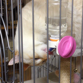 それぞれの水の飲み方の画像