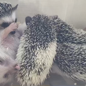 6/12生まれのハリベビー、もう間もなく離乳です✨の画像