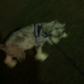 ダーラちゃん、ベガくんお散歩の画像