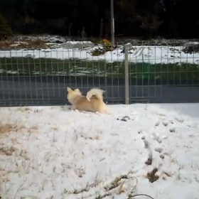 雪と戯れる愛犬の画像
