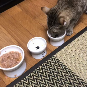 今日のナイル❣️お手てが可愛いの画像