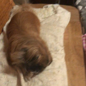 我が家now   ガムに 夢中の画像