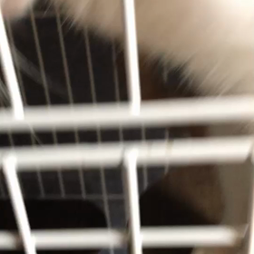 多頭飼育レスキュー【4月23日】の画像