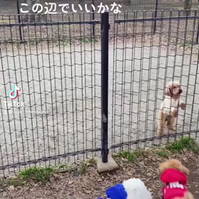 愛犬の得意技の画像