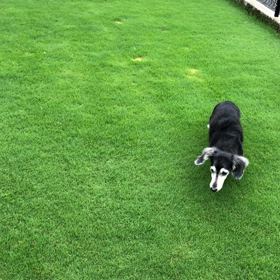 手作りお庭、ウッドデッキ、小屋、裏駐車場のクラピアまでの画像