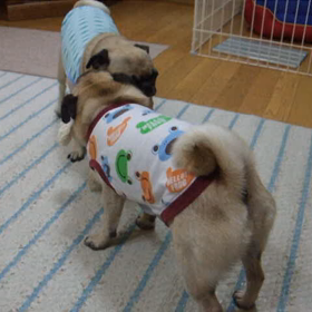 今だから書けるイロイロ　その２　記録更新中！？～次女ぼたんのこと～の画像