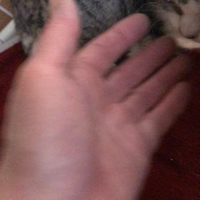 くう やっと我が家にやって来た。の画像