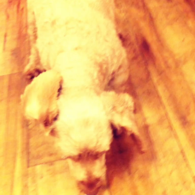 今日のお泊りはの画像